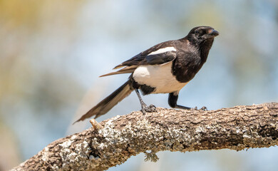 Common Magpie (Pica pica) photographed in Spain