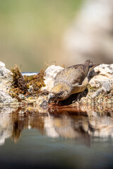 Common crossbill (Loxia curvirostra) photographed in Spain