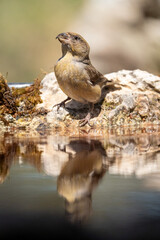 Common crossbill (Loxia curvirostra) photographed in Spain