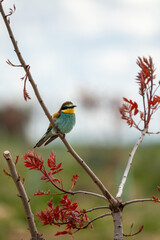 Obraz premium European bee-eater (Merops apiaster) photographed in Spain