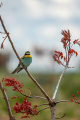 European bee-eater (Merops apiaster) photographed in Spain