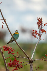 European bee-eater (Merops apiaster) photographed in Spain