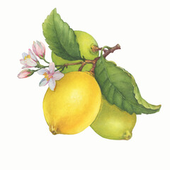 Fresh citrus yellow lemons fruit. Lemon tree branch with green leaves and flowers. Watercolor hand-drawn illustration on white background