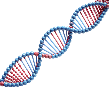 dna strand  isolated on white background.PNG Transparent file type with high definition picture quality available.