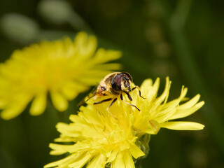 Eristalis tenax
