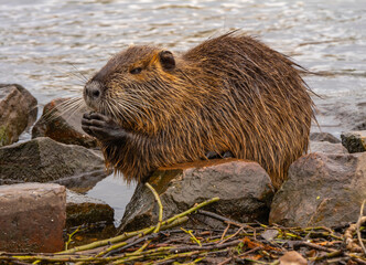 Close-up of a coypu (Myocastor coypus), an invasive rodent species in Europe, sitting on riverbank rocks and feeding. High-detail portrait with natural habitat background