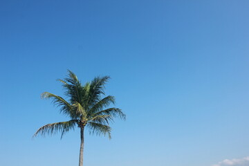 Fototapeta premium coconut tree and the sky background