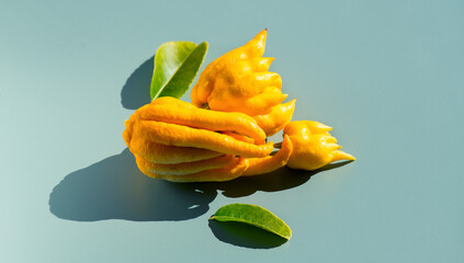 Buddha hand citrus fruit. Yellow Organic fingered citron, Buddha's hand citrus fruits with fingers of plant over blue background. Aromatherapy concept, top view. 