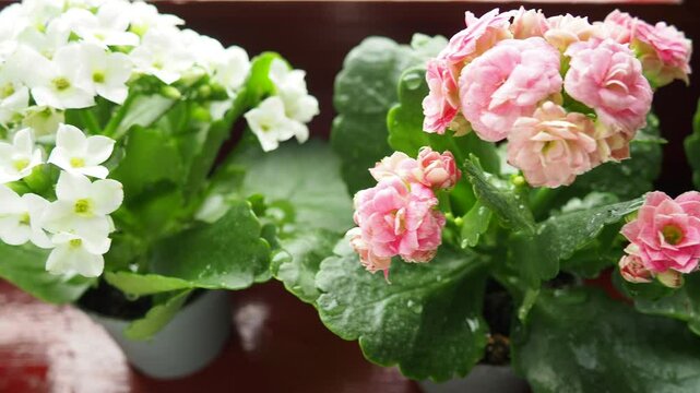 Collection of decorative indoor kalanchoe. Kalanchoe blossfeldiana and Kalandiva is a perennial herbaceous succulent flowering plant, a species of the genus Crassulaceae. Pink and white flowers.