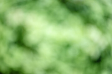 Defocused background light and dark green. Blurred greenery.