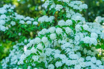 ひっそりと咲く満開のコデマリの花