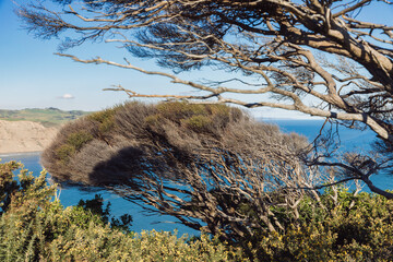 Coastal scrub and bare  Manuka trees cling to the cliffs above the ocean in Whatipu, Auckland, New...