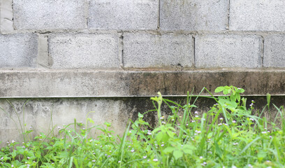 old wall with lots of grass growing on it