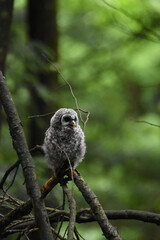 Chouette La Plaine Mai 2025