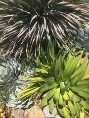Obraz premium succulent garden