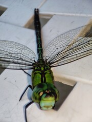 libelula