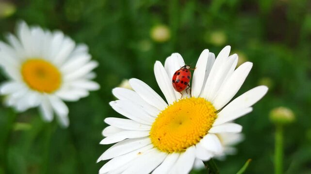 Red ladybug (Coccinellidae) crawling and taking off from white daisy, sunny day, bright colors, close-up, cinematic camera movement
