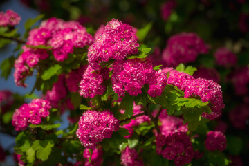 Close-up view of pink blooming hawthorn flowers.
Soft lighted.
