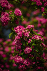 Close-up view of pink blooming hawthorn flowers.
Soft lighted.