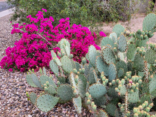 Arizona xeriscaped roadside with ornamental shrub of crimson red Bougainvillea and Opuntia cactus with Green Tuna Fruits, Phoenix, Arizona