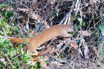 葦原を走る
可愛いニホンイタチ（イタチ科）
英名学名：Japanese weasel...