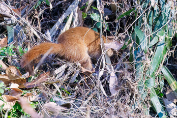 葦原を走る
可愛いニホンイタチ（イタチ科）
英名学名：Japanese weasel...