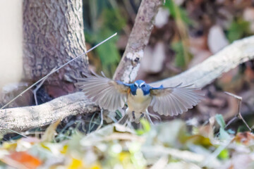 羽ばたき飛び立つ
幸せの青い鳥、可愛いルリビタキ（ヒタキ科）
英名学名：Red flanked Bluetail (Tarsiger cyanurus)
埼玉県北本市、北本自然観察公園 2025
