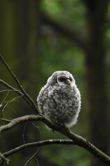 Chouette La Plaine Mai 2025
