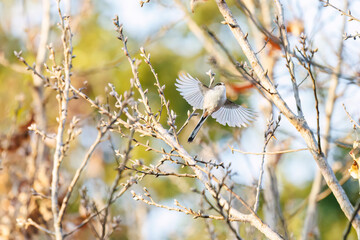 飛び回る可愛いエナガ（エナガ科）の群れ
英名学名：long tailed tit...