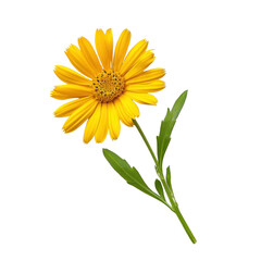 Vibrant yellow flower with long green stem, showcasing its bright petals and intricate center, evokes feelings of joy and warmth. This beautiful bloom is perfect for adding touch of nature to any
