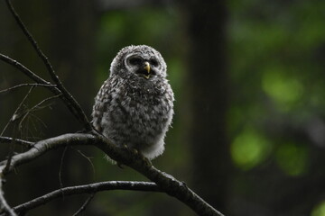 Chouette La Plaine Mai 2025
