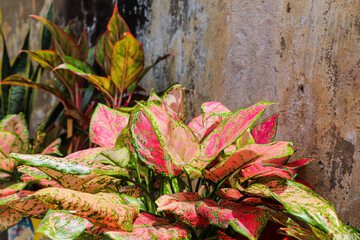 Obraz premium Aglaonema Plants Displaying Vivid Pink-Green Foliage Beside Aged Weathered Outdoor Wall