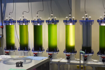Vertical bioreactors with green liquid used for algae cultivation in a laboratory setup at an...