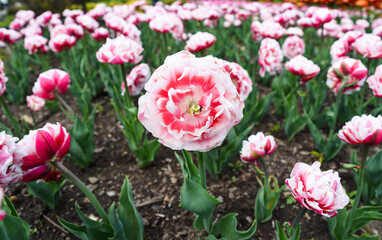 Large bed of double tulips variety Gerbrand Kieft in soft pink and white shades, with one fully open bloom centered, perfect for floral background or theme.