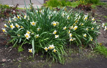 Full view of a wide white daffodil bush in bloom outdoors. The entire plant is visible, showcasing...