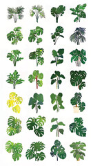 Fototapeta premium Urban Jungle Bliss: Exotic Monstera Leaves and Xerophyte Delight Among Indoor Botanical Greenery