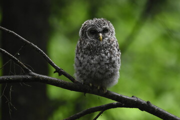 Chouette La Plaine Mai 2025