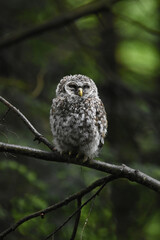 Chouette La Plaine Mai 2025