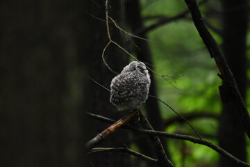 Obraz premium Chouette La Plaine Mai 2025