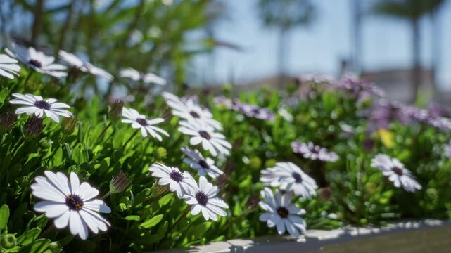 White daisies flourishing outdoors in sunny torrevieja setting with blurred palm trees enhancing the vibrant spring atmosphere in spain.