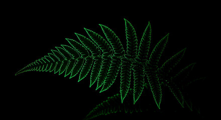 Green Neon Fern Glowing On A Black Background Abstract Pattern
