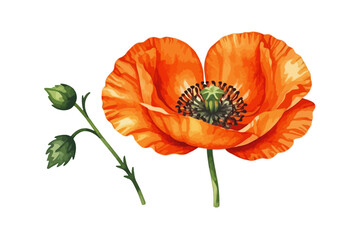 Watercolor Orange Poppy Flower Illustration - Botanical Art Print of Blooming Poppy with Stem and Bud - Delicate Floral Design for Wall Decor and Nature Lovers