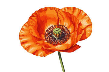 Watercolor Painting of a Vibrant Orange Poppy Flower on White Background - Detailed Floral Illustration with Delicate Petals and Green Stem - Perfect for Botanical Art and Spring Themes