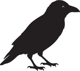 Carrion Crow