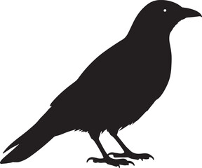 Chough Silhouette Vector Side View