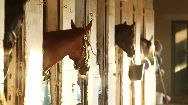 Horse breath backlit in a barn stall on a cold Kentucky morning.