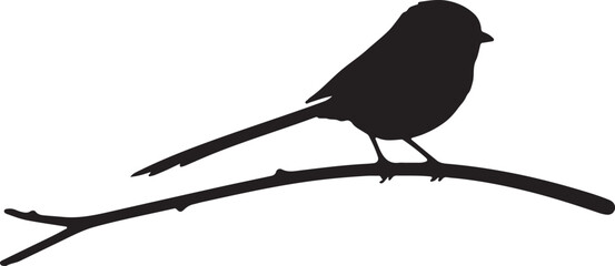 Side View of a Long-tailed