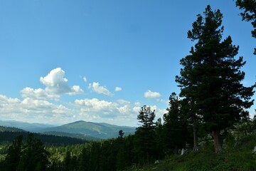 Tall cedars on a gentle slope of a high cliff overlooking a picturesque mountain range under a summer cloudy sky.