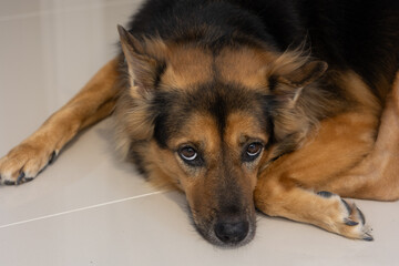 Soothing Relaxation for Your Dog concept. A relaxed dog resting on a smooth floor surface.