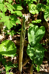 マムシグサの新芽